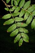 mountain- ash